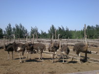 世界杯标语模板下载(图片编号:1050132)__广告