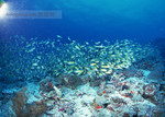海洋动物_生物世界_图片素材下载_ps图片素材