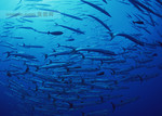 海洋动物_生物世界_图片素材下载_ps图片素材
