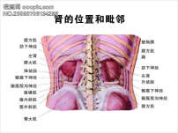 肾部示意图